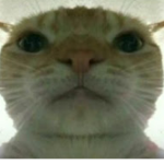 i luv cats bc yez