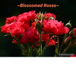 ~Blossomed Roses~