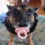 Decsoggy