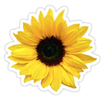 Sunflower Luv <3