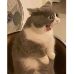 BO CU RU K Y I Y EN GE N C LE R