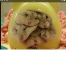 Hamster Love!'s Place
