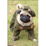 !PUG ARMY!