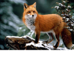 Foxy triplets lvi amya and i