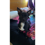 adoptme y crack