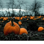 -pumpkin gang-