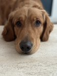 .Only. .People. .That. .Love. .Dogs. .Can. .Join.