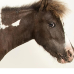 :[V.P.N HORSES OFFICAL:]