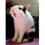 bunnys_funny