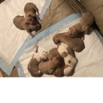 Loved this dogs