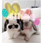4lluvs