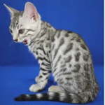 Best Cats