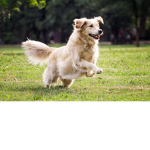 dogs we are fans forever!!!