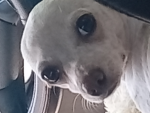 ~!Dog Lovers Group!~