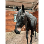 - horse ########