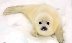 harp seal republic