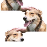 TheForces
