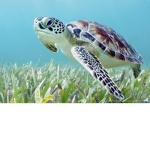 Sea turtle squad!!!
