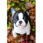 Boston puppy squad!