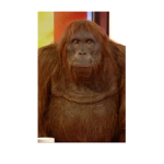 Monkeying united