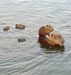 Capybara fan group!!