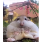 Ilıketurtles