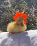 Duck squad member group!