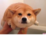 doggo Group Thumbnail
