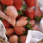 flowerfaeries