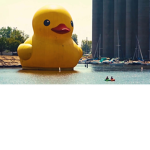 THE D.U.C.K