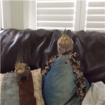 Bird owners :D