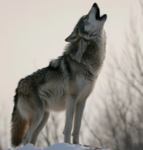 Grimmwolf Games