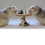 Rats of chess