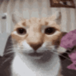 goofy ahh cat productions