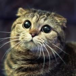 ninja people \ AMAZING CATS