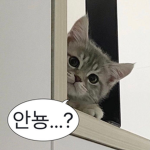 캔디의 퍼주는 팝트 회사
