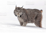 Lynx fan group!!!
