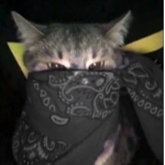 The cats band