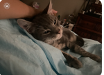 Los que aman gatos