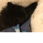 Join my group if you like cats and dogs