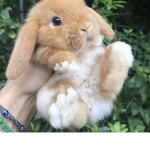 Bunnys united mw