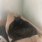 muñitos