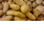 People who are Potatos