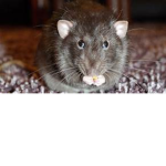Rodent raid$
