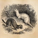 Ferret Children