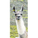 LlamaDisater