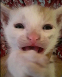 ClawsandPaws
