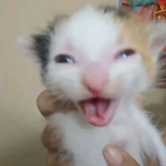 Goofy Cat Assembly (GCA)