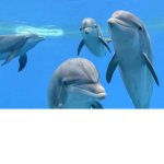 Dolphins 4 ever