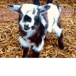 Goatlover